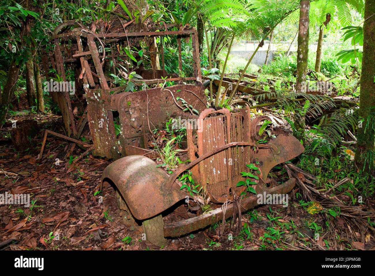 wreck of worldwar II car, japanese army SUV, Koror Island, Republic of Palau, Caroline Islands, Micronesia, Oceania, Palau Stock Photo