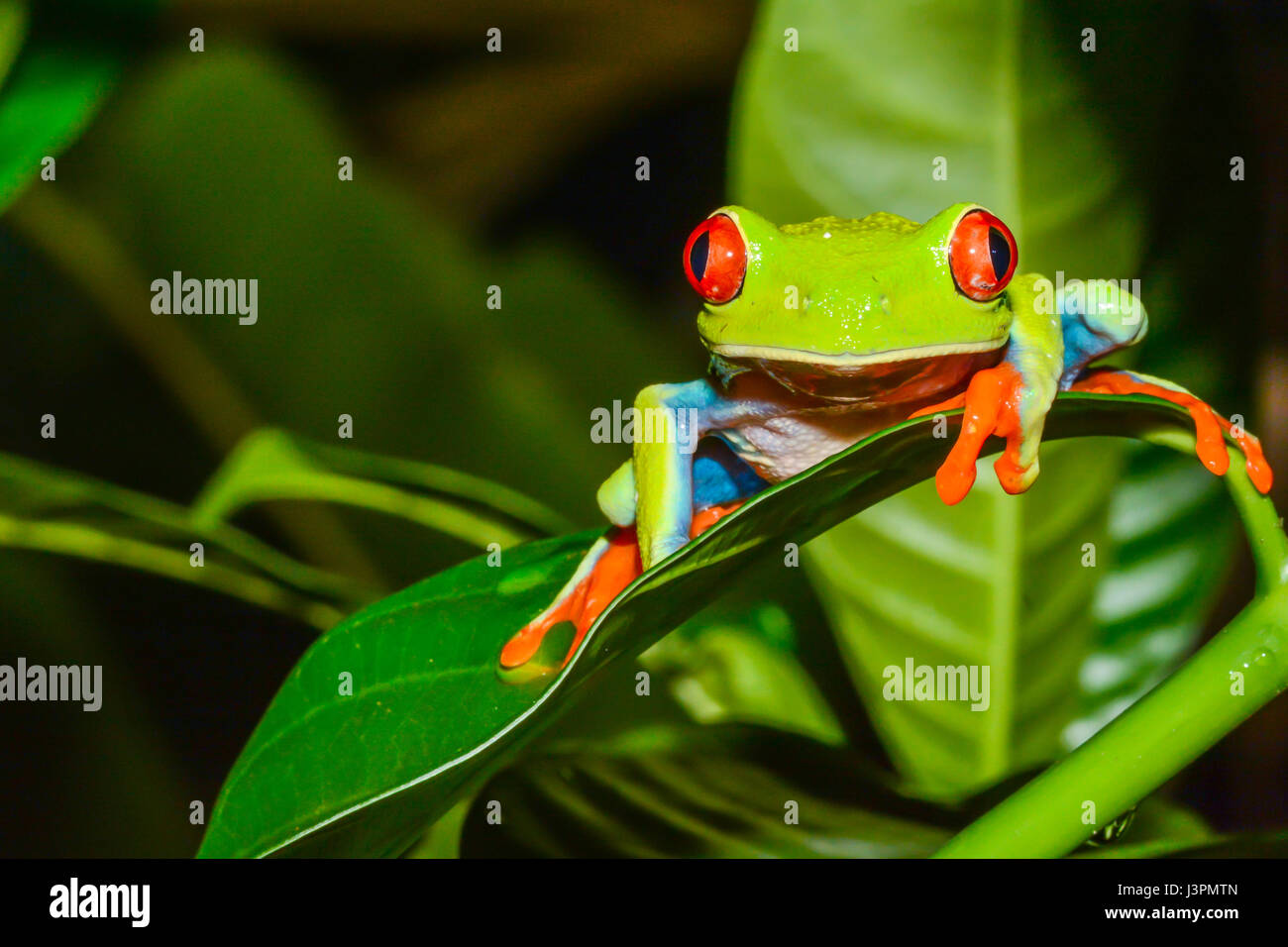 A close up of a Red-eyed Tree Frog in Costa Rica Stock Photo