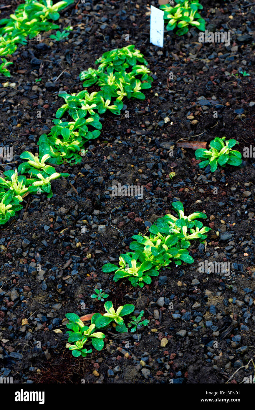 Feldsalat, Valerianella locusta, Sorte Gelber aus Wasen Stock Photo