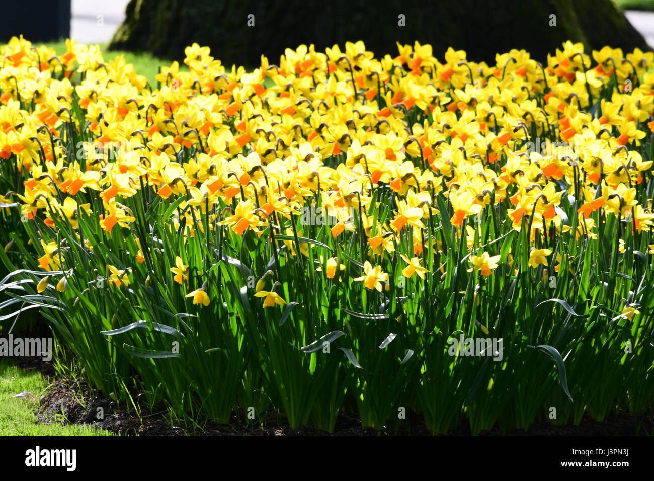 field of yellow daffodils Stock Photo