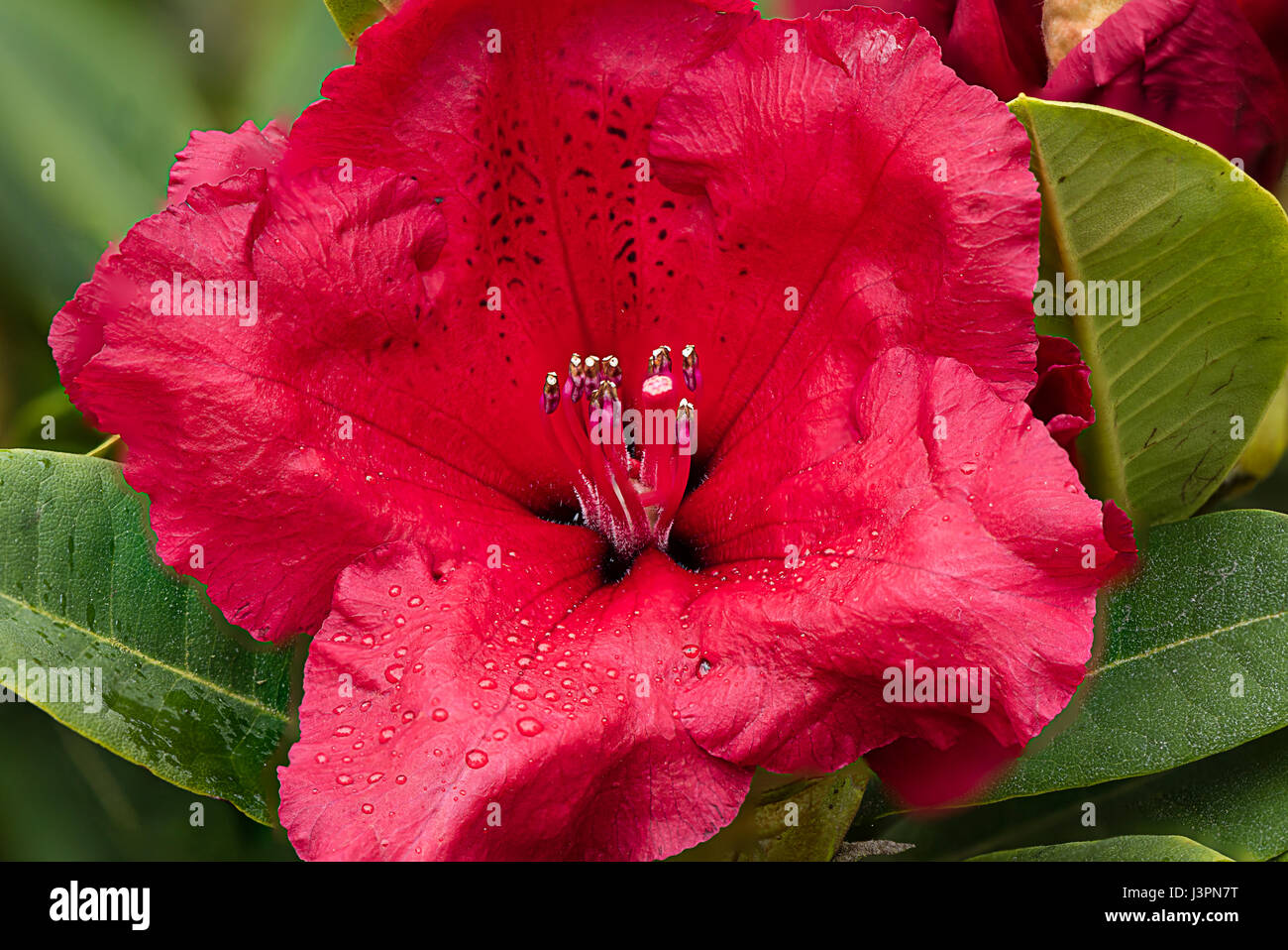 rhododendron red jack. From the Greek ῥόδον rhódon 'rose' and δένδρον déndron 'tree'. This is a woody plant from Asia. The National flower of Nepal. Stock Photo