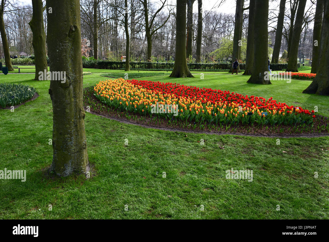 garden of various color tulips in wooded setting Stock Photo