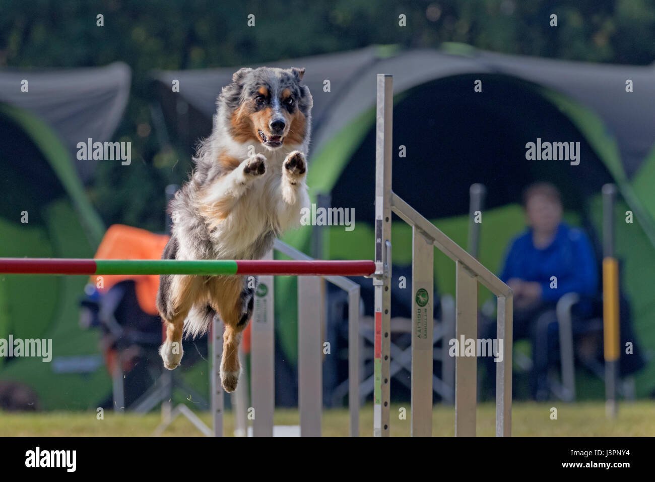 Australian shepherd agility hires stock photography and images Alamy