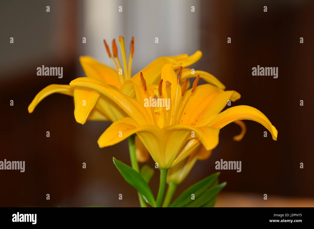 robust yellow lily blossoms Stock Photo