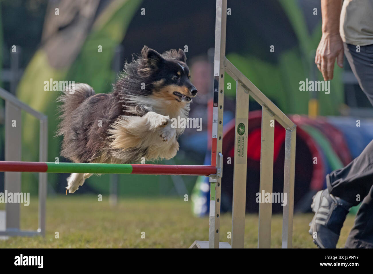 Dog agility 2015 at Hamburg, Germany Stock Photo