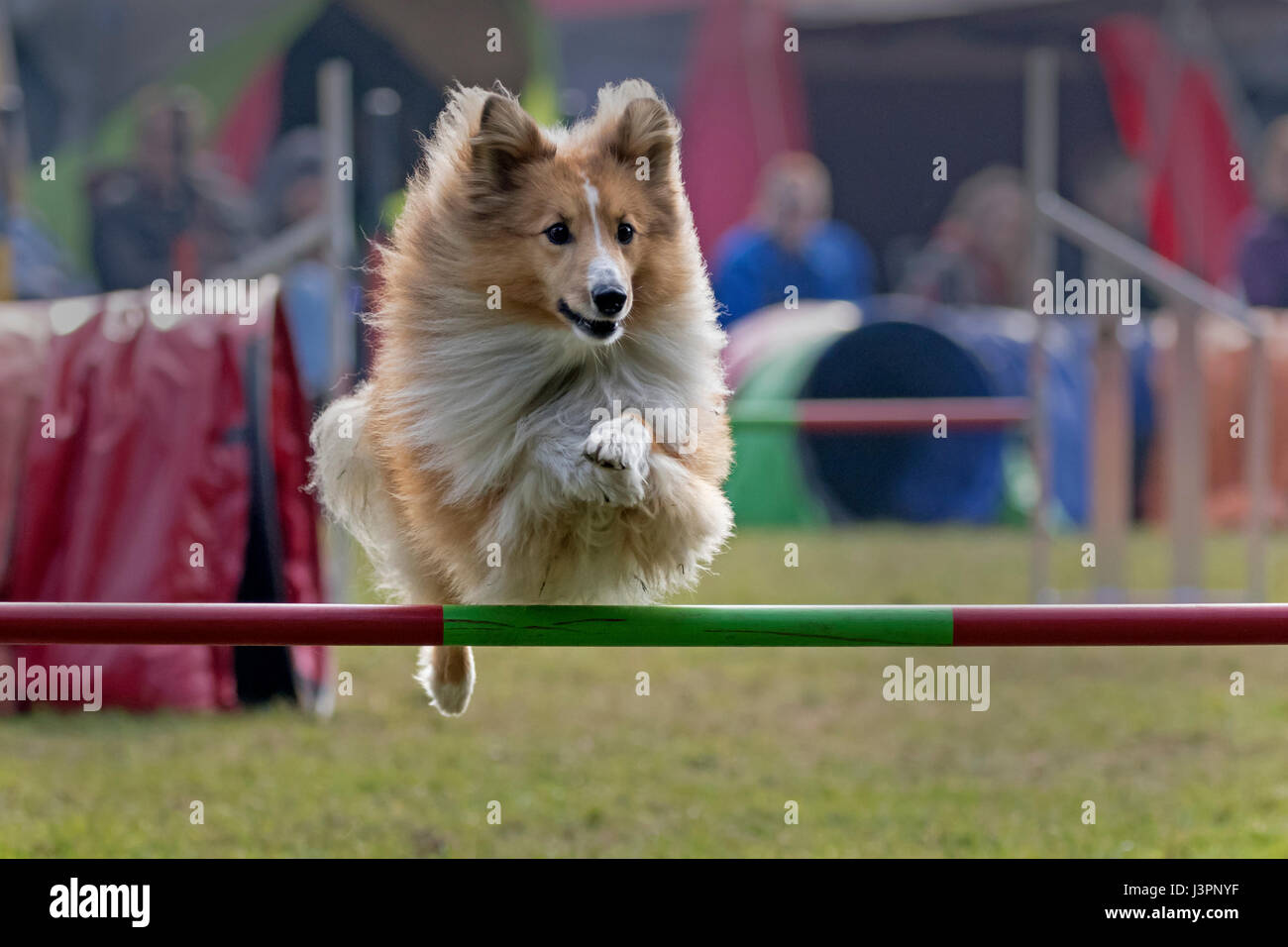 Dog agility 2015 at Hamburg, Germany Stock Photo