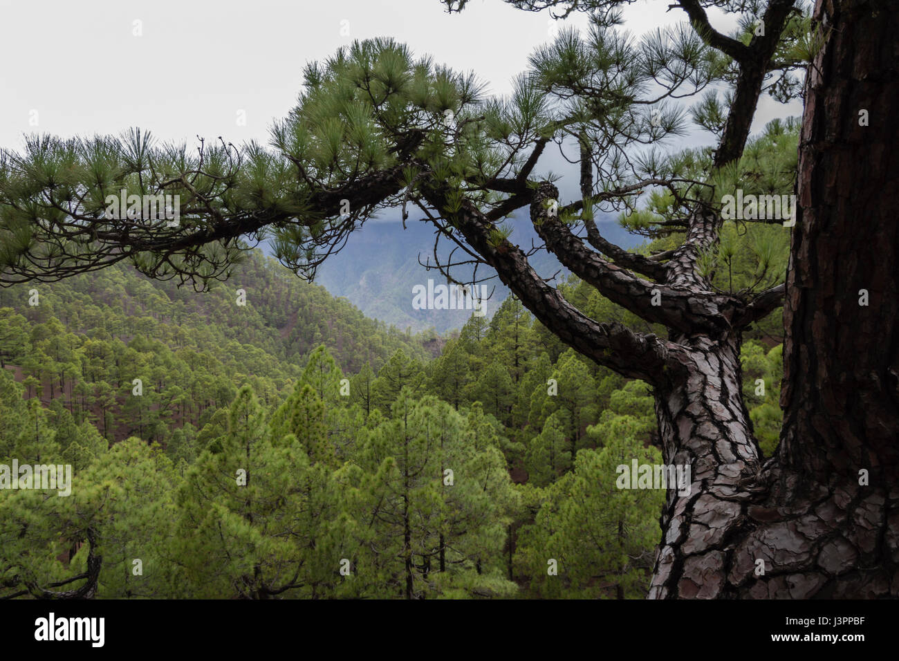 Canary pine, Parque Nacional de la Caldera de Taburiente, El Paso, La Palma, Spain, Pinus canariensis, Stock Photo