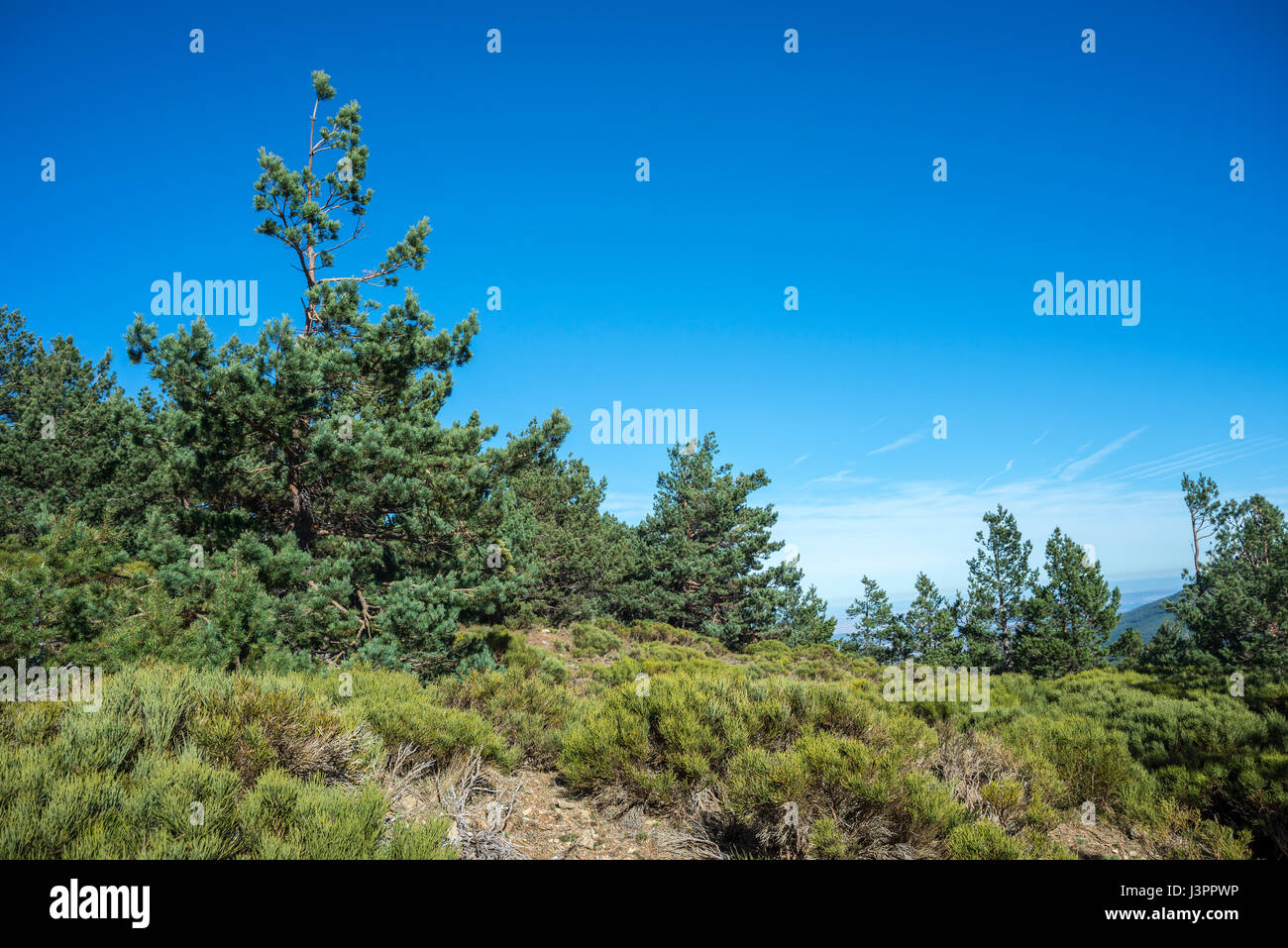 Alpine grasslands of Fescue (Festuca indigesta), padded brushwood (Cytisus oromediterraneus and Juniperus communis) and Scots Pine forest Stock Photo