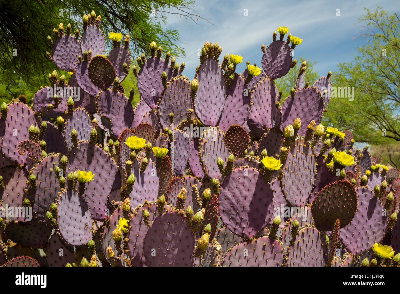 Amado, Arizona - Purple prickly pear cactus. Stock Photo