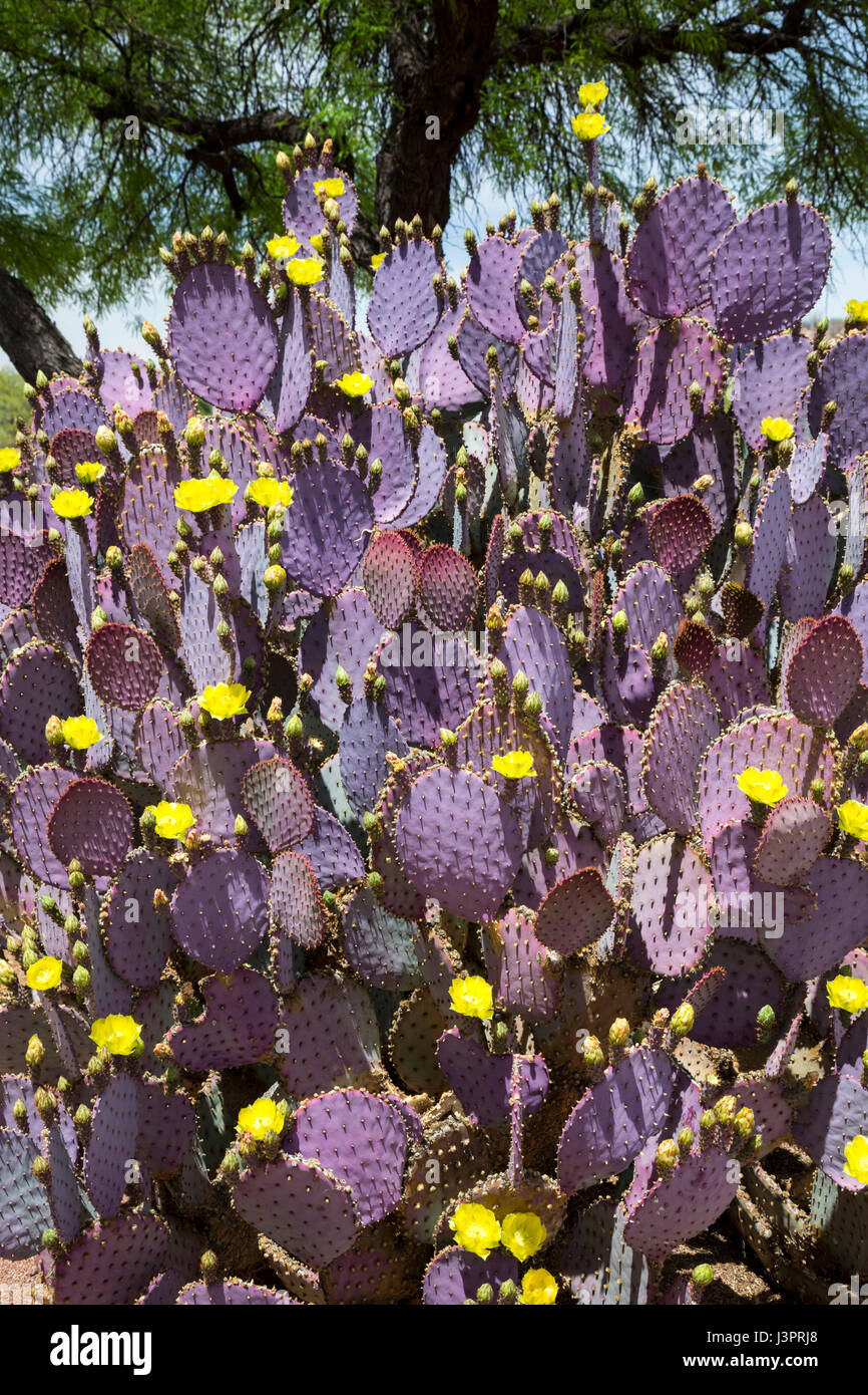 Amado, Arizona - Purple prickly pear cactus. Stock Photo