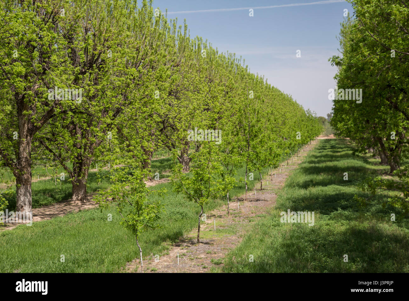 Continental, Arizona A pecan orchard in the Sonoran Desert Stock