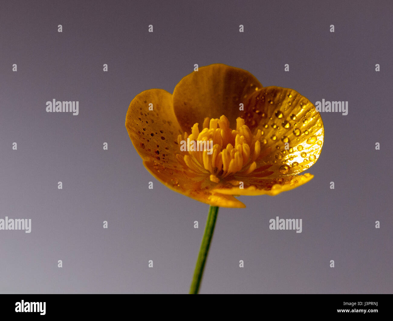 close up macro of a wet buttercup inside studio Stock Photo - Alamy