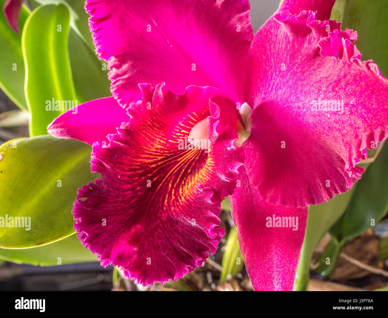 Cattleya orchids from Costa Rica and the Lesser Antilles south to Argentina Stock Photo