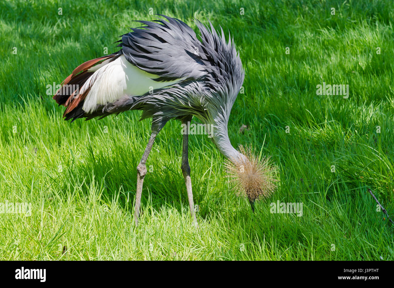 Crowned Crane on green blur background Stock Photo - Alamy