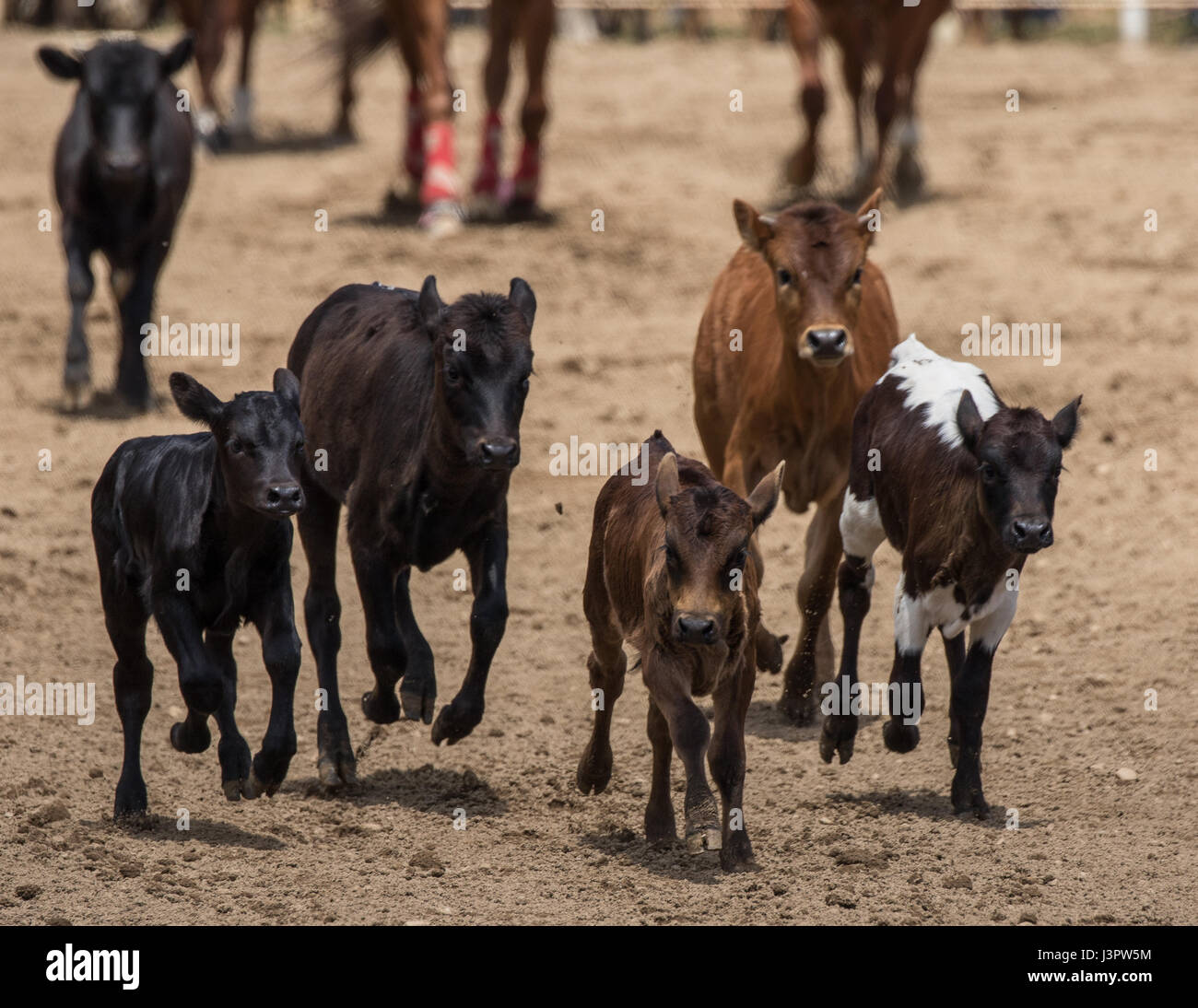 Small scale cattle drive at the Cottonwood Rodeo in northern California ...