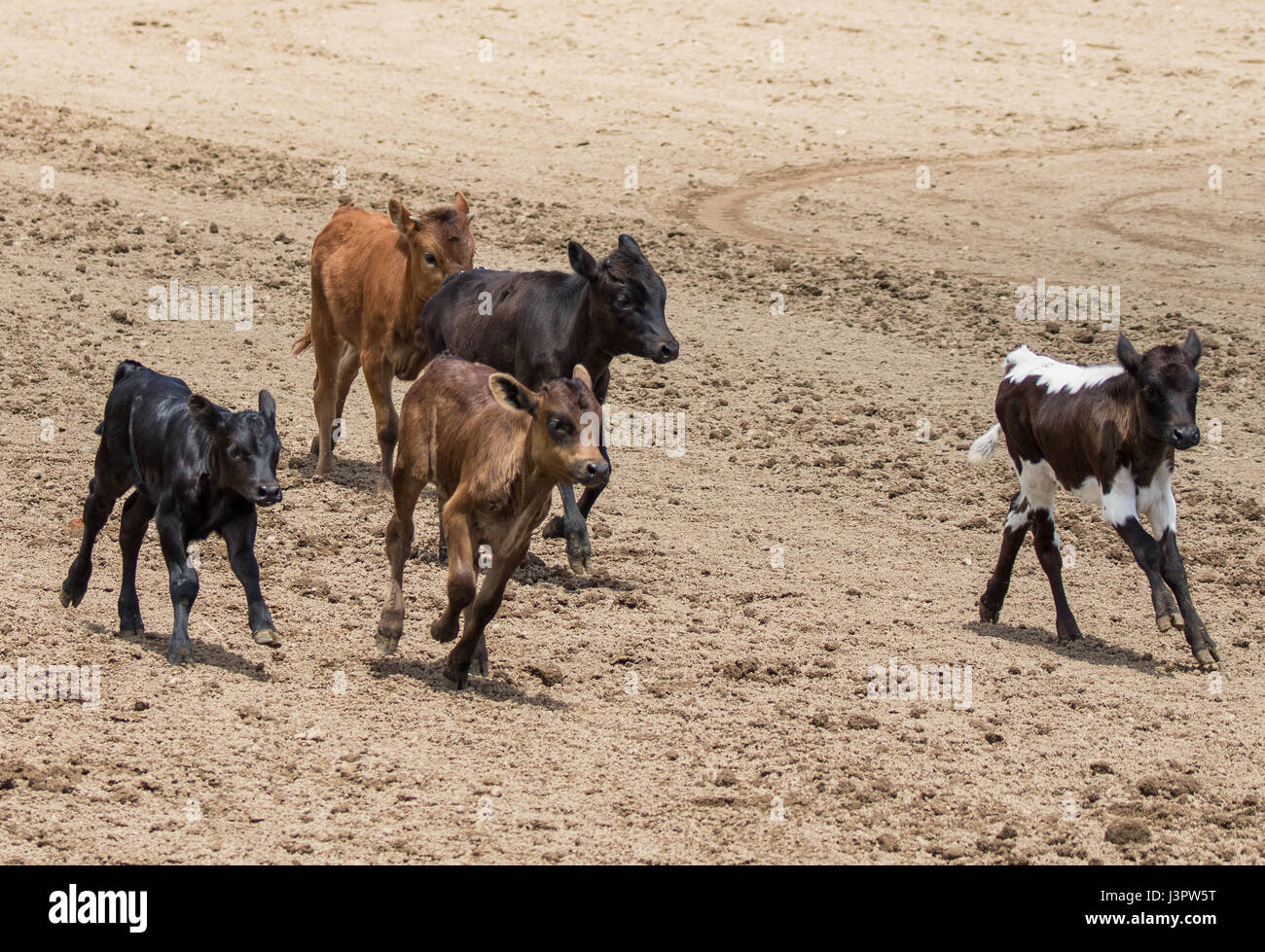 Small scale cattle drive at the Cottonwood Rodeo in northern California ...