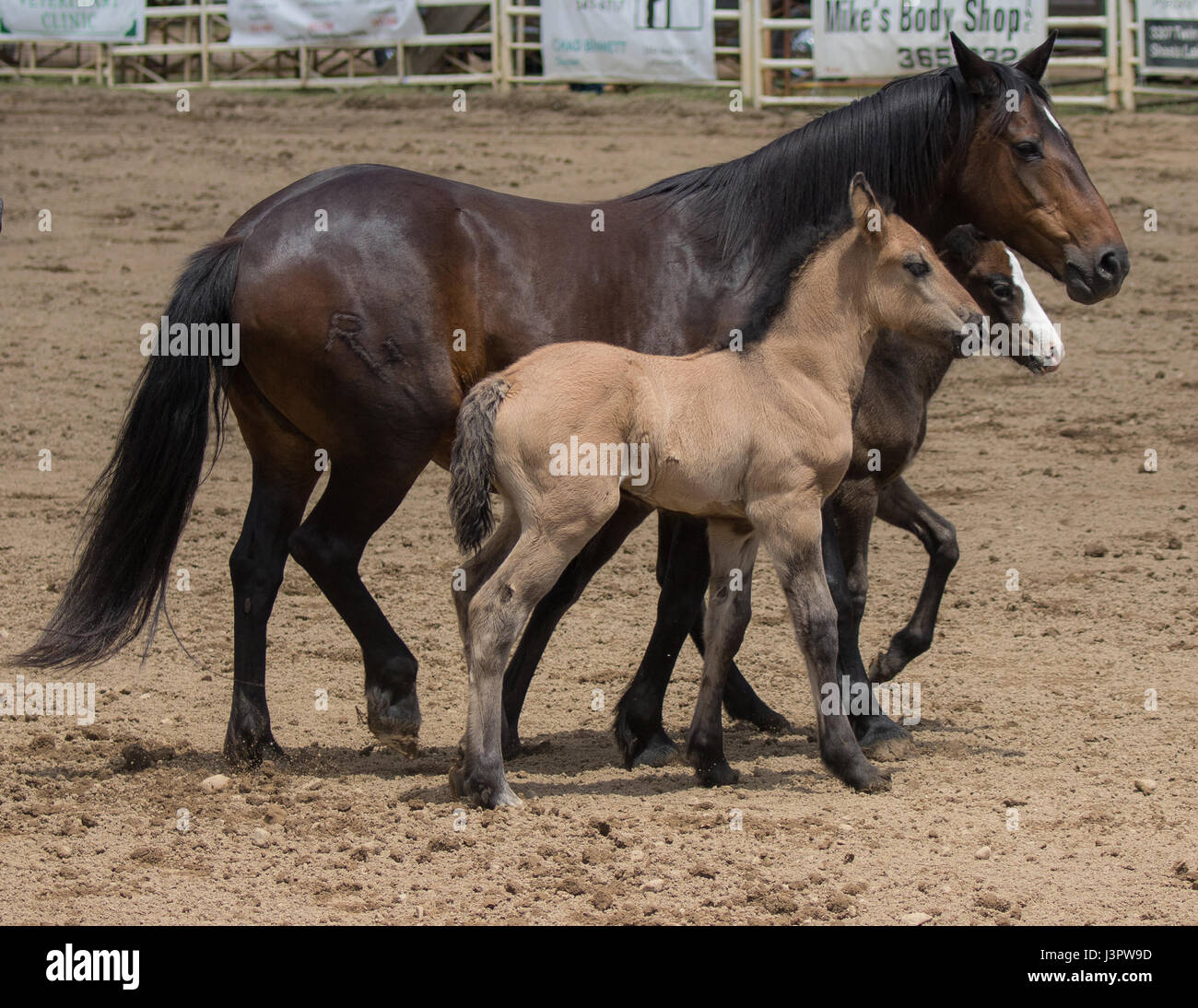 Rodeo horses in the arena in Cottonwood, California Stock Photo Alamy