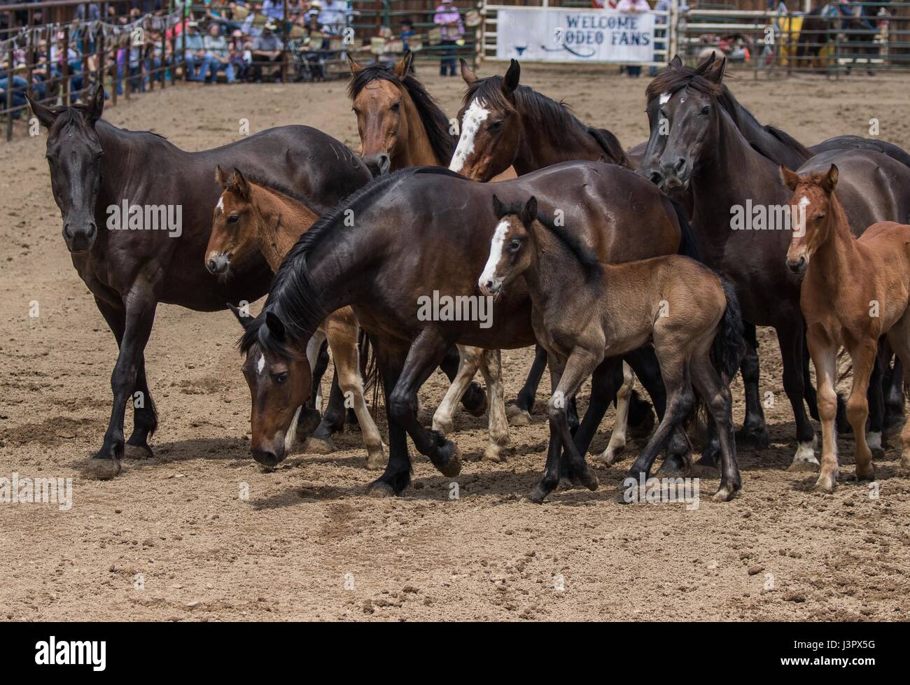 Running Rodeo Stock Herd of horses run free in the arena in a rodeo in Cottonwood ...