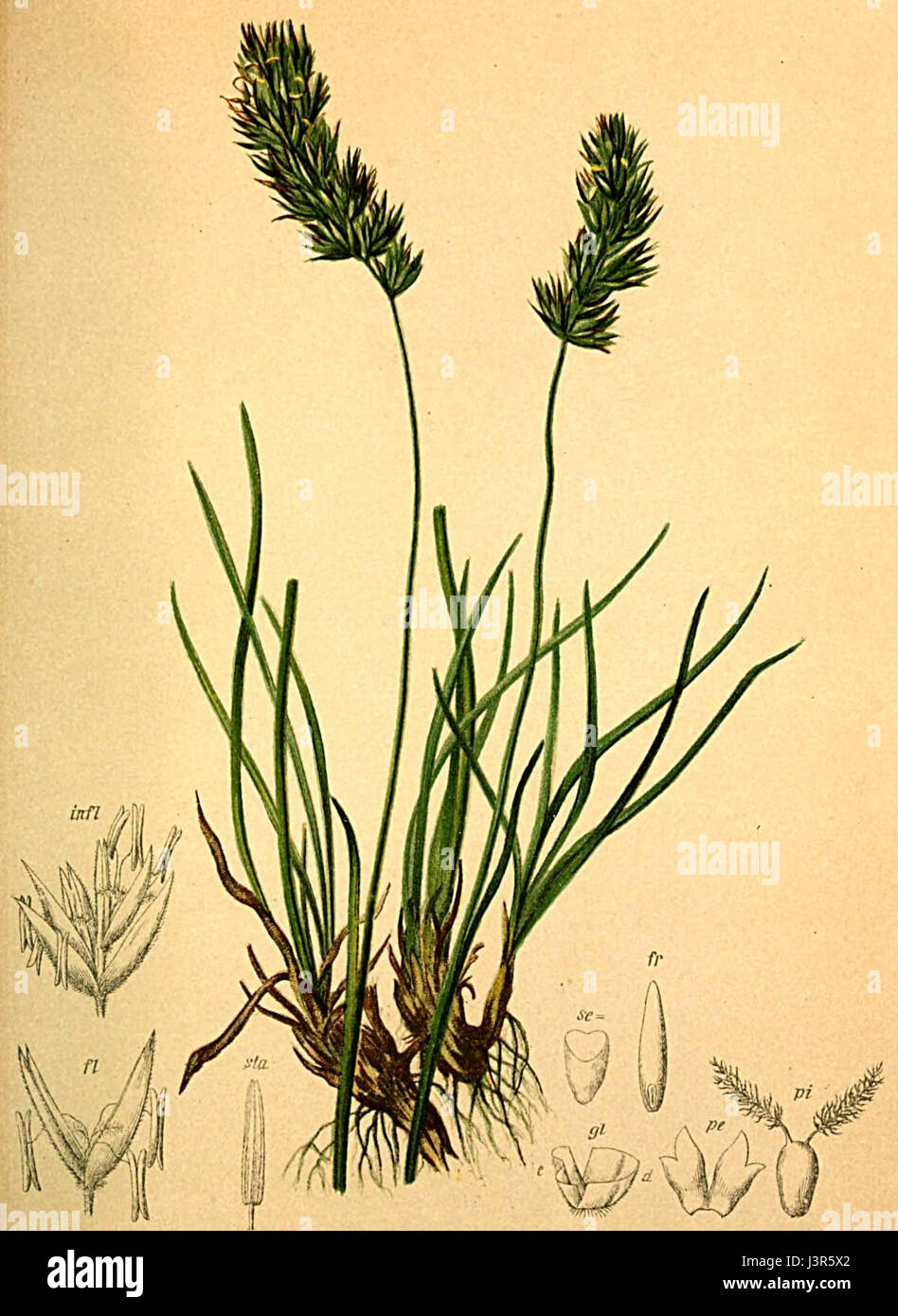 Koeleria hirsuta Atlas Alpenflora Stock Photo