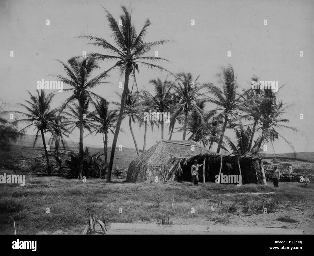 Kawaihae grass house, 1889 (PP 32 2 033 Stock Photo Alamy