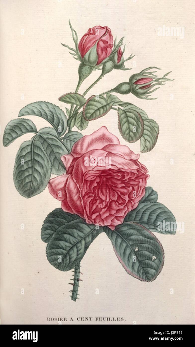 Jean Henri Jaume Saint Hilaire, Rose Stock Photo Alamy