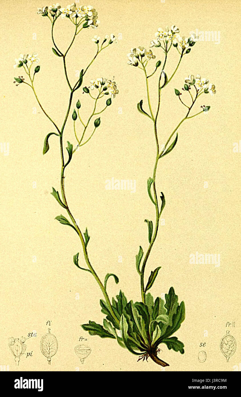 Kernera saxatilis Atlas Alpenflora Stock Photo
