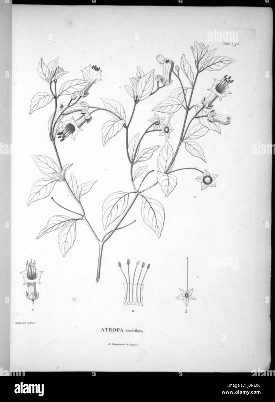 Jaltomata viridiflora Stock Photo
