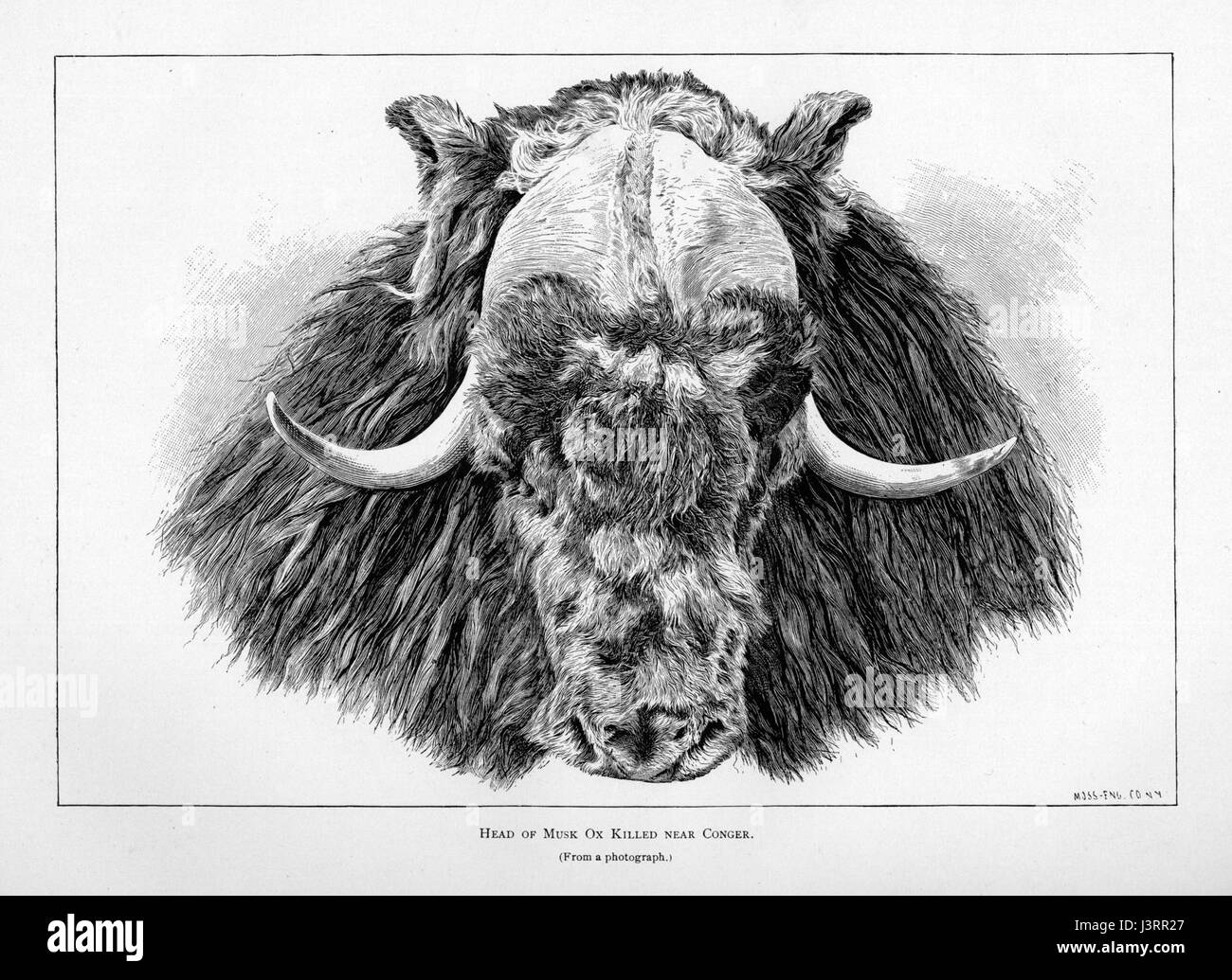 The title refers to an illustration or scientific figure of the Ipy ...