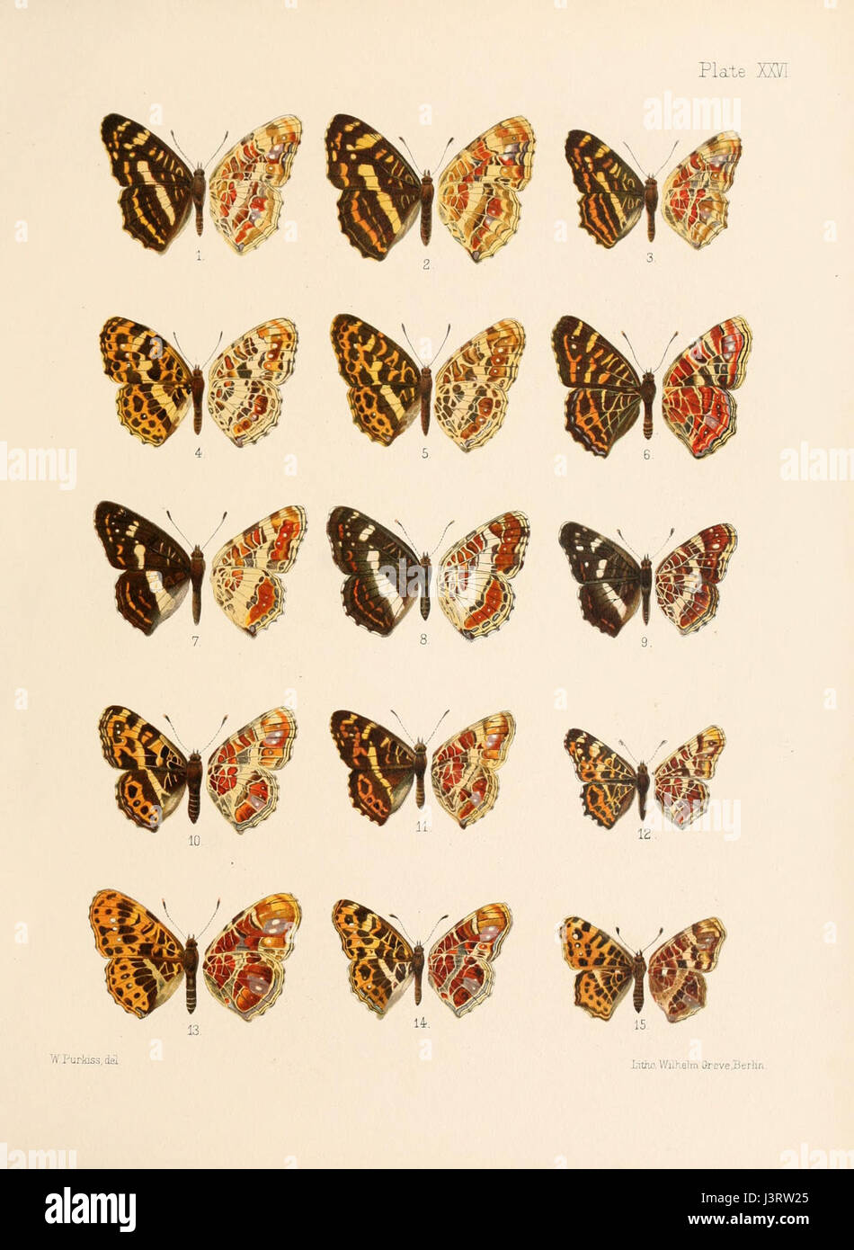 中国美術 珊瑚釉 花蝶紋 瑠璃 遊台 φ15cm 乾隆年製(LC256) Butterflies Archives - Page 4 of 48 - BicBugs