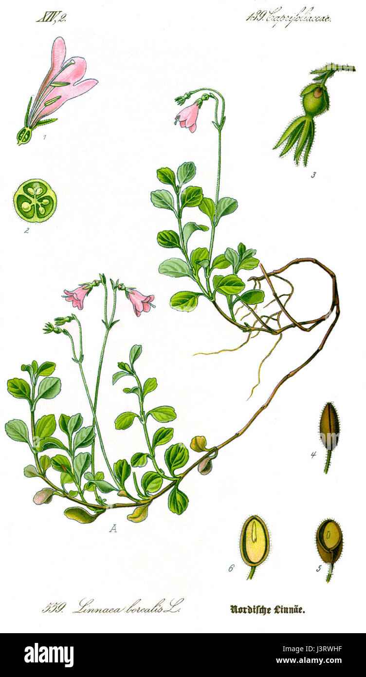 Illustration Linnaea borealis1 Stock Photo