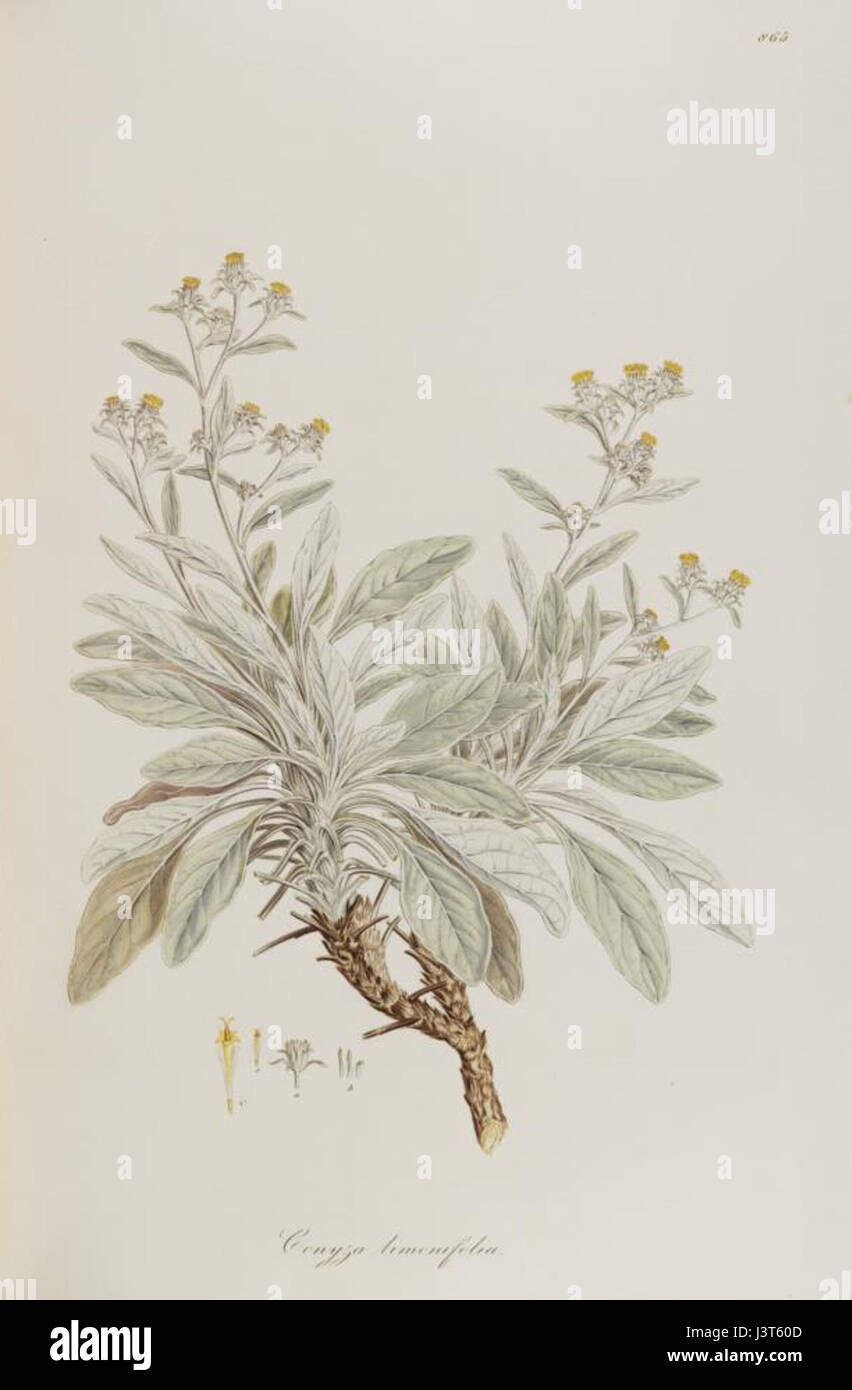 Inula candida hi-res stock photography and images - Alamy