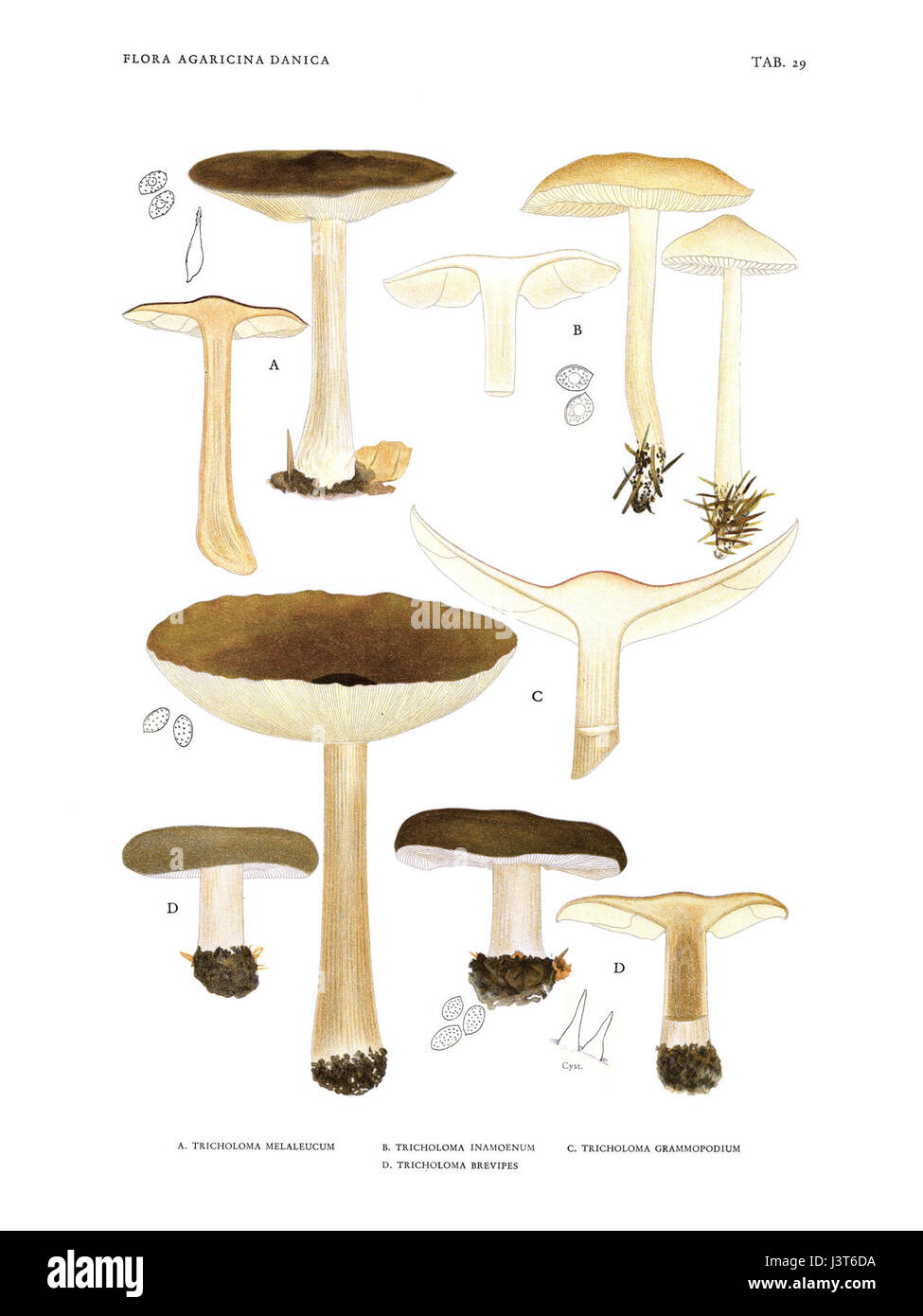 Heritage Mycology Cut Out Stock Images Pictures Alamy heritage-mycology-cut-out-stock-images-pictures-alamy