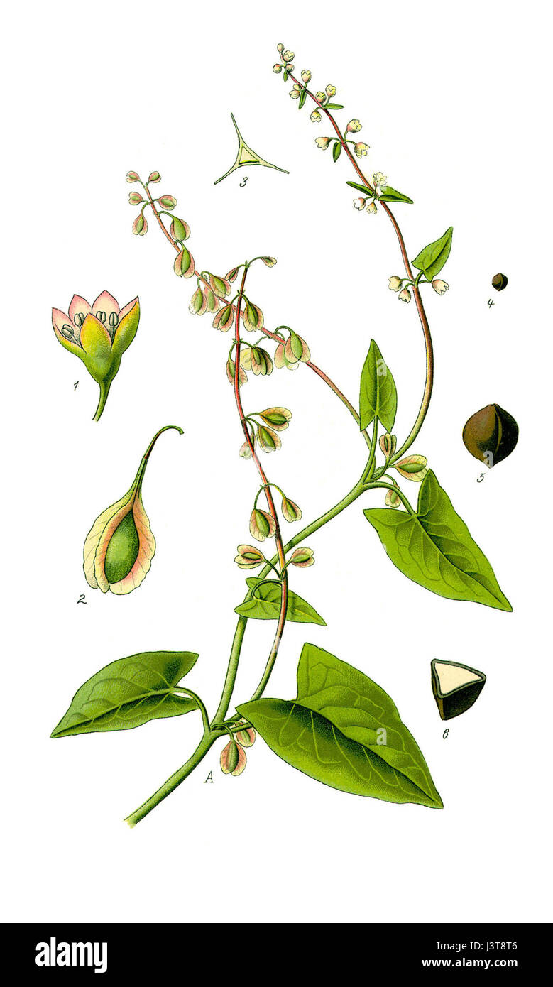 Illustration Fallopia dumetorum1 Stock Photo - Alamy