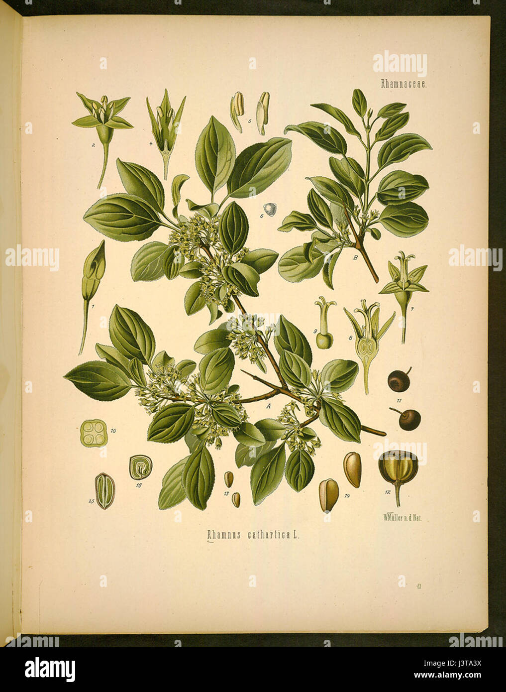 Illustration of Rhamnus catharticus 63 original Stock Photo