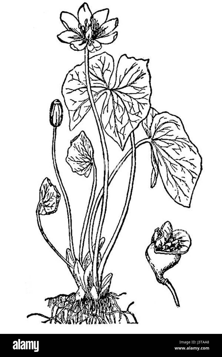 Jeffersonia diphylla BB 1913 Stock Photo
