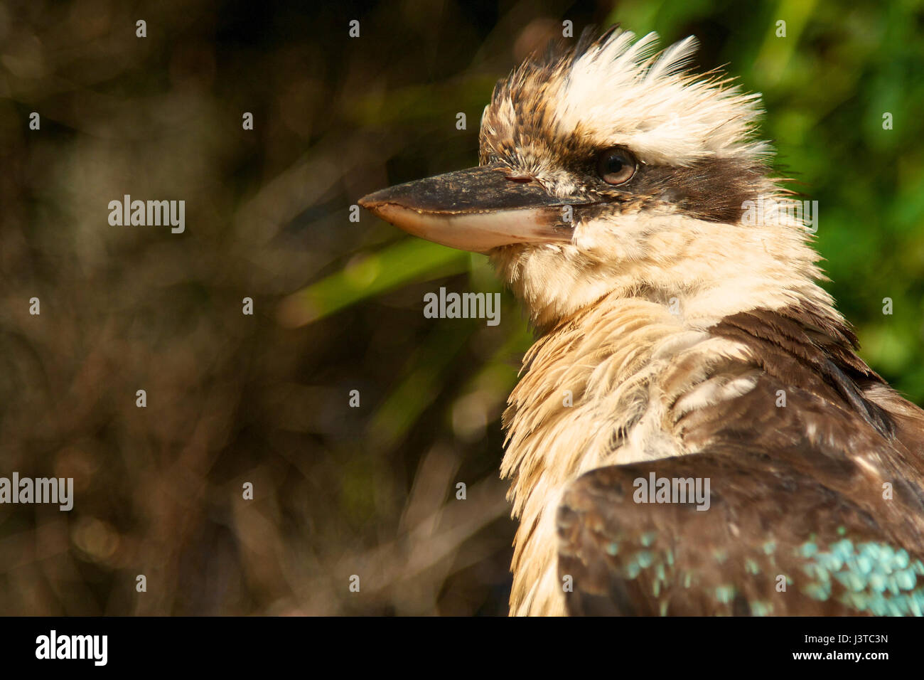 Australian backyard birds hires stock photography and images Alamy