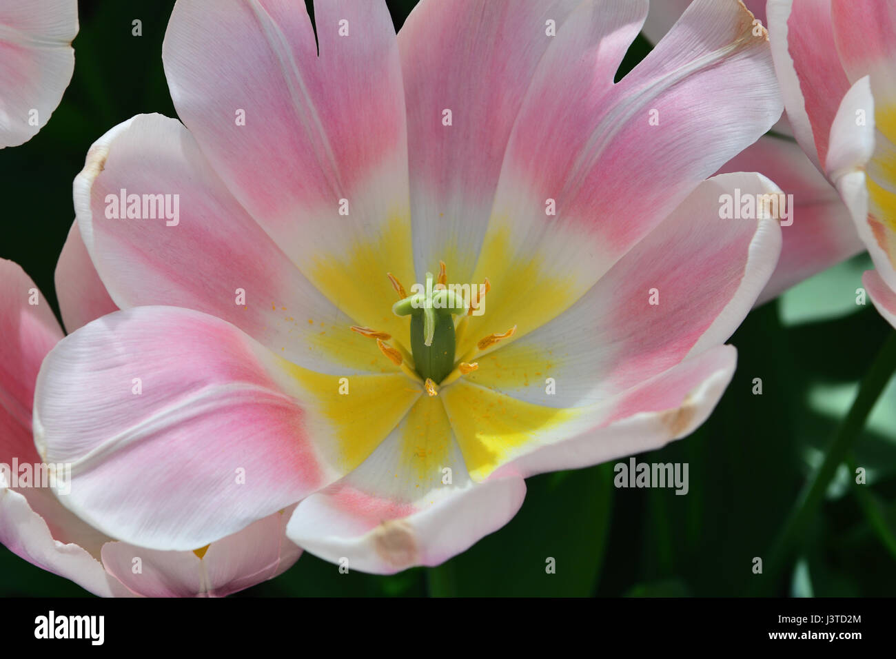 close up of opened pink  and white tulip with yellow highlights Stock Photo