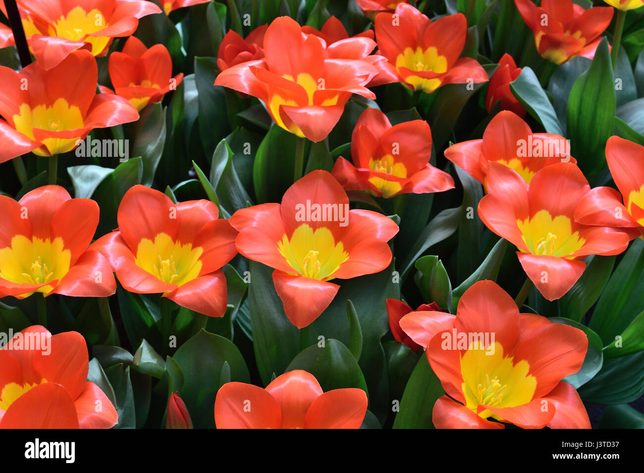 red and yellow tulip garden Stock Photo