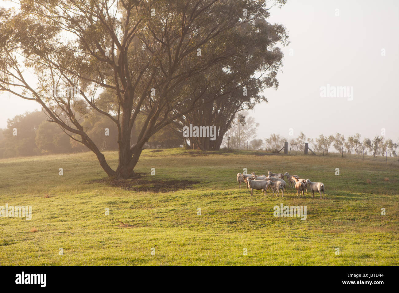 Farm, Mittagong, NSW, Australia Stock Photo Alamy