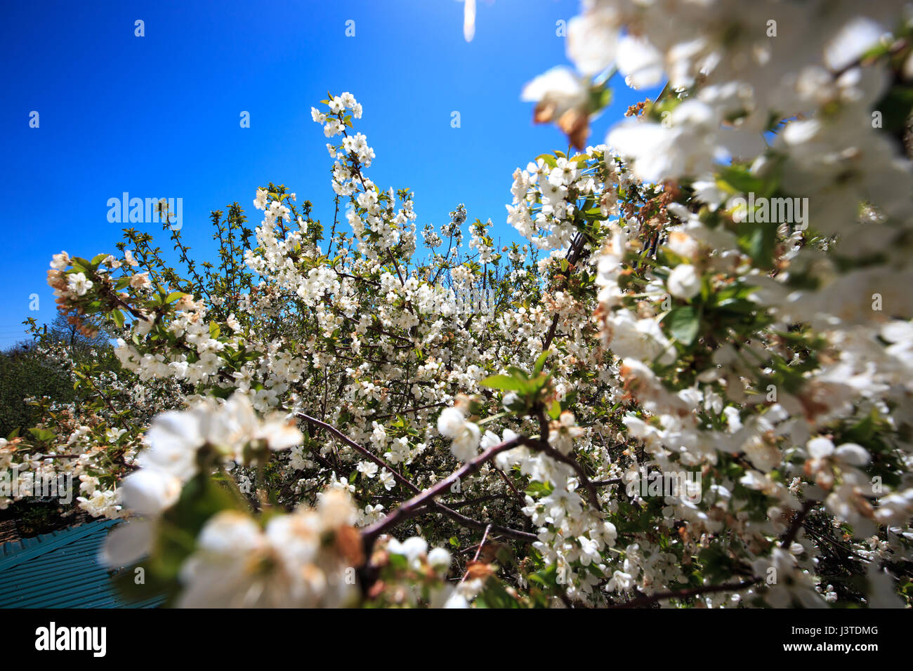 Blossom tree at sunny day. Blue sky on background Stock Photo - Alamy