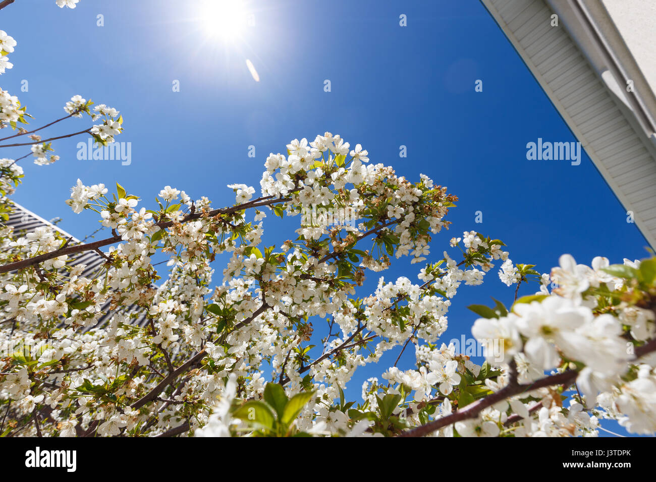 Blossom tree at sunny day. Blue sky on background Stock Photo - Alamy