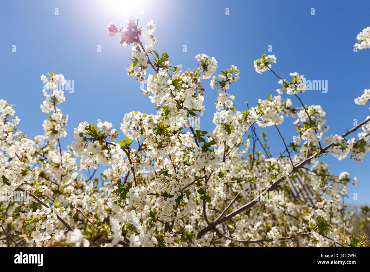 Blossom tree at sunny day. Blue sky on background Stock Photo - Alamy