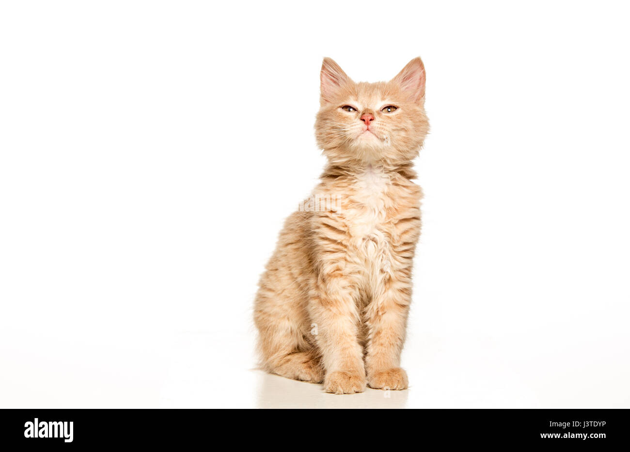 The cat on white background Stock Photo - Alamy