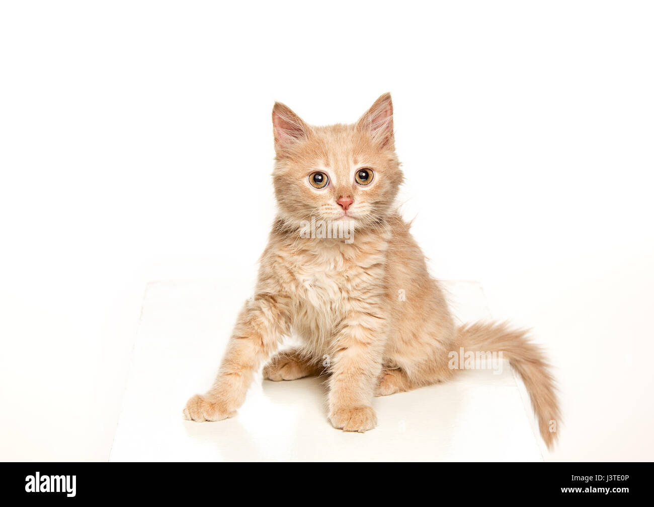 The cat on white background Stock Photo - Alamy