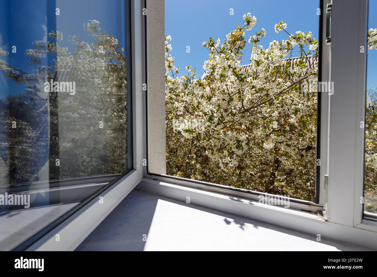 Blossom tree at sunny day. Blue sky on background Stock Photo - Alamy