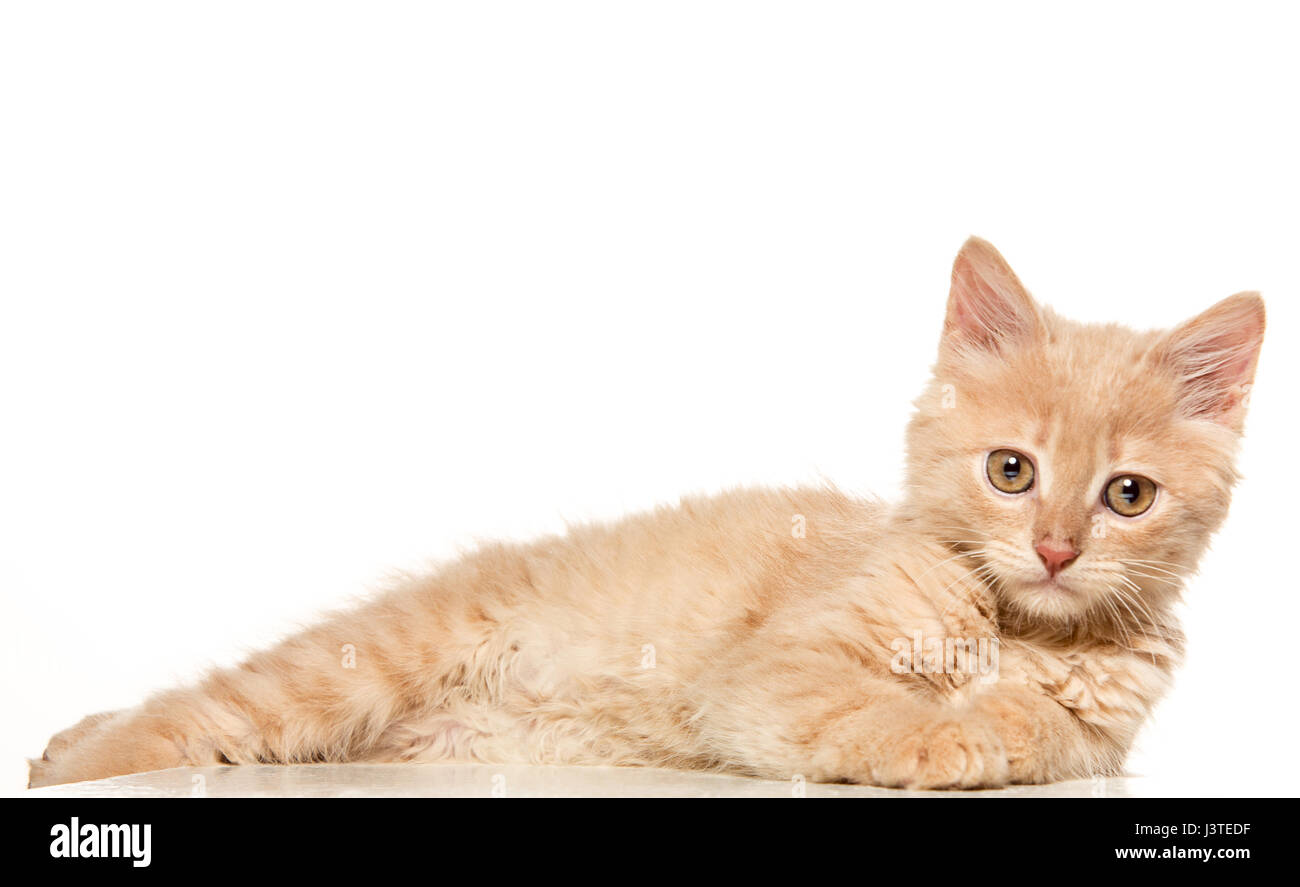 The cat on white background Stock Photo - Alamy