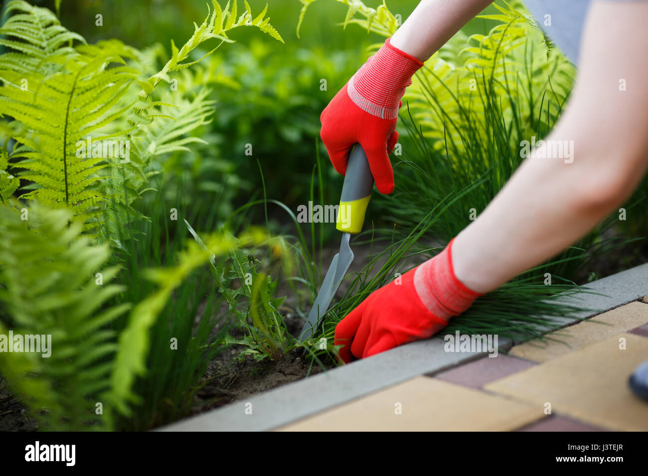 Photo of gloved woman hand holding weed and tool removing it from soil. Stock Photo