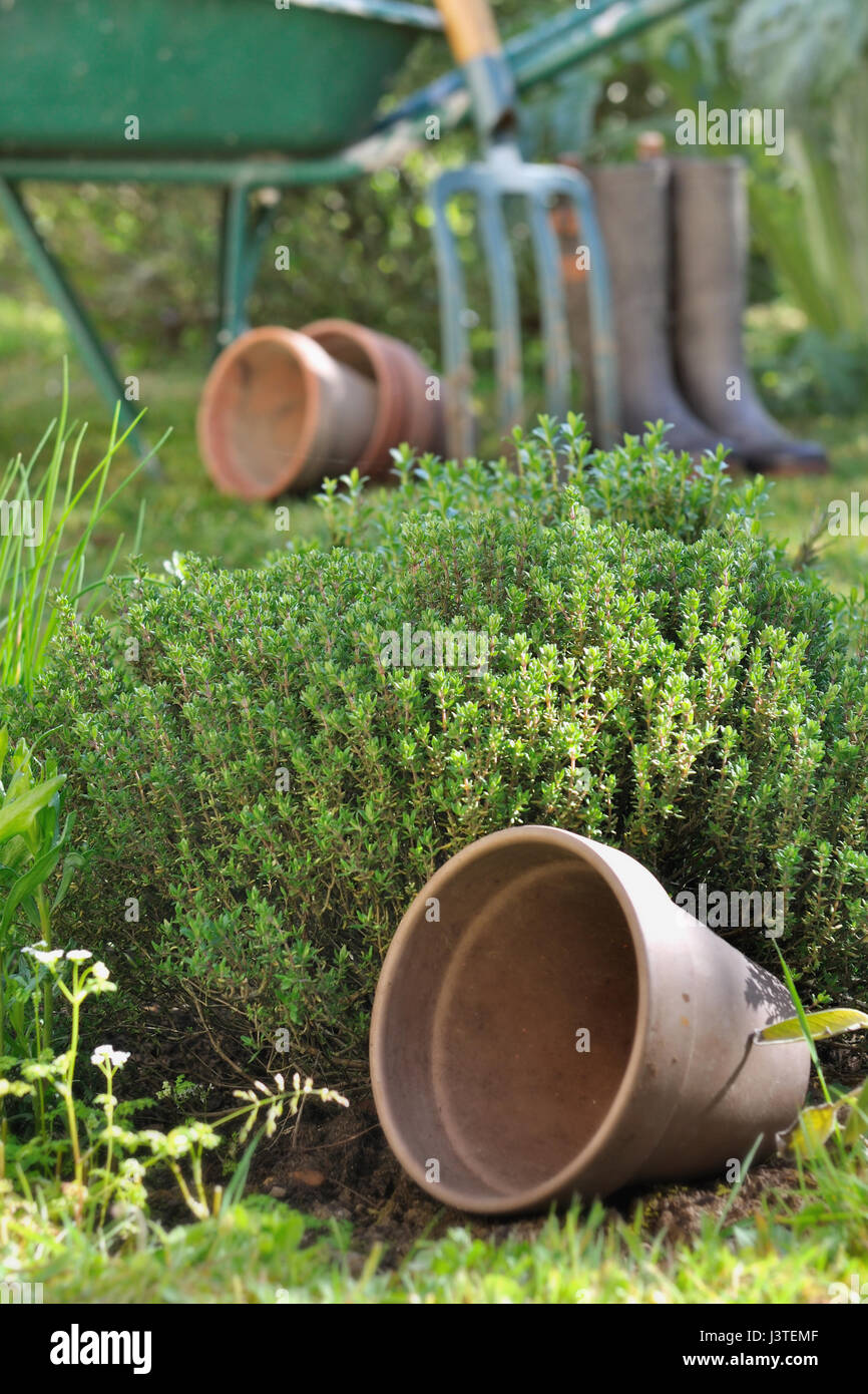 aromatic herbs in garden with tools background Stock Photo