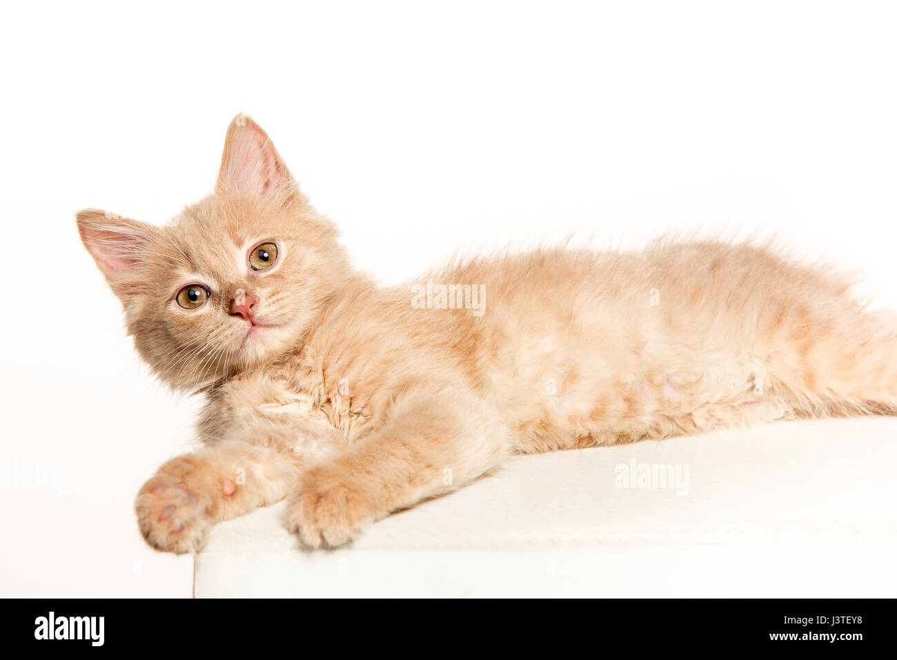 The cat on white background Stock Photo - Alamy