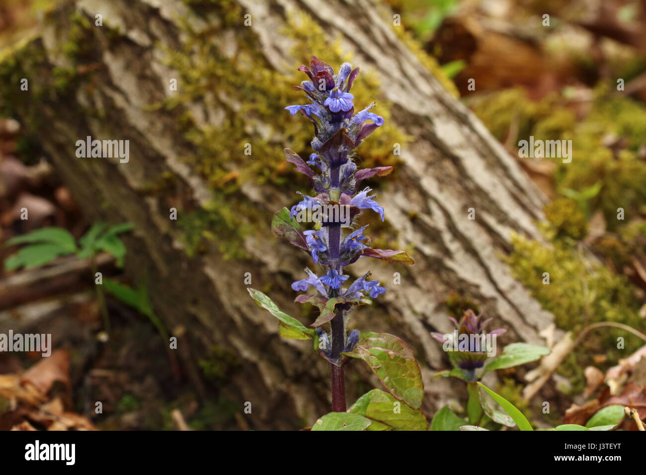 Bugle flowers hires stock photography and images Alamy